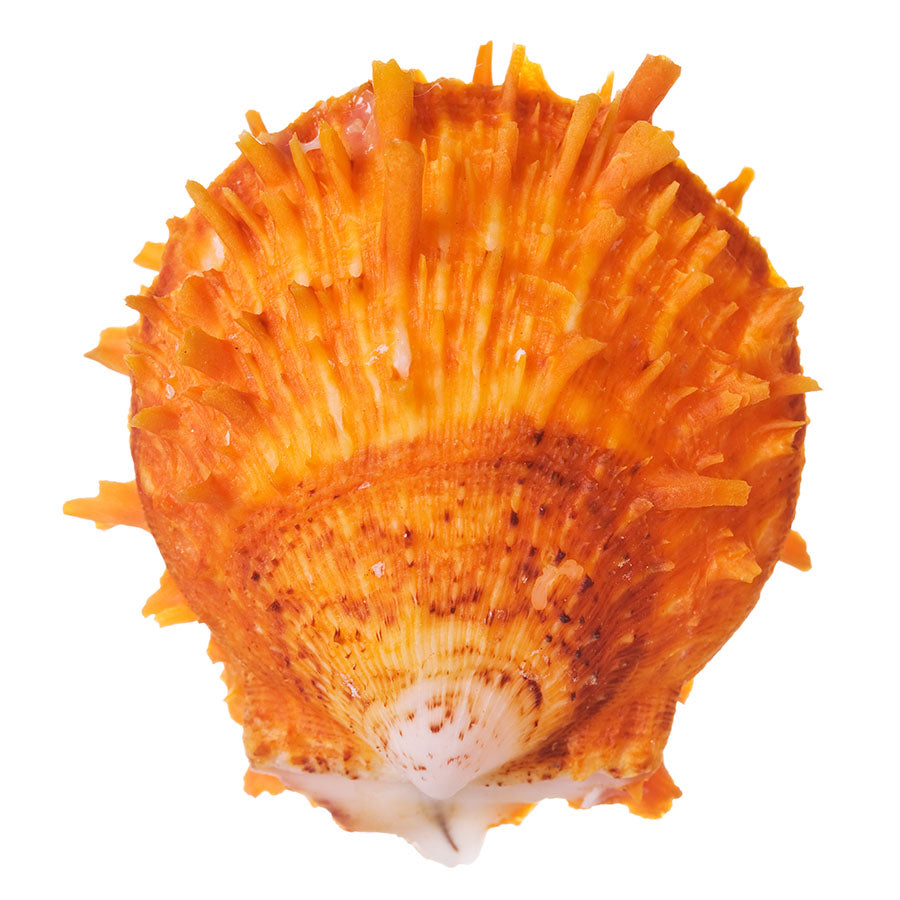 Spiny Oyster is Totally On Trend! Does it Matter? Nope!