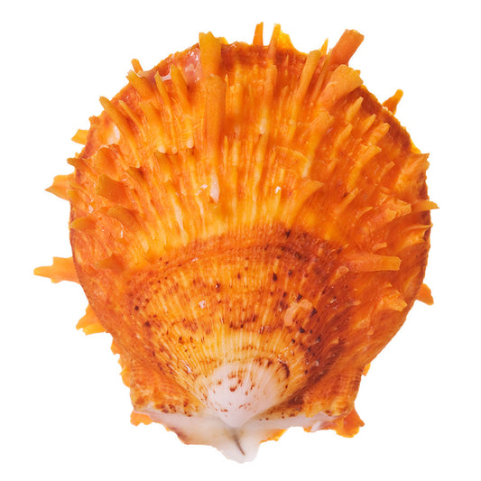Spiny Oyster is Totally On Trend! Does it Matter? Nope!